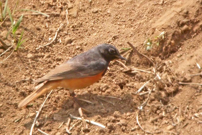 Black Redstart