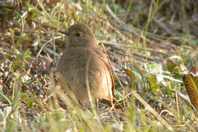 Black Redstart
