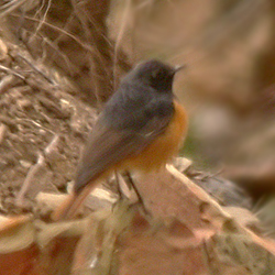 Black Redstart