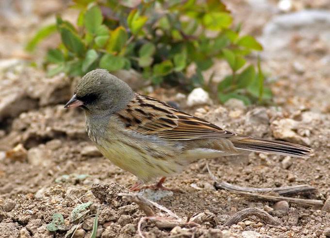 Black-faced Bunting