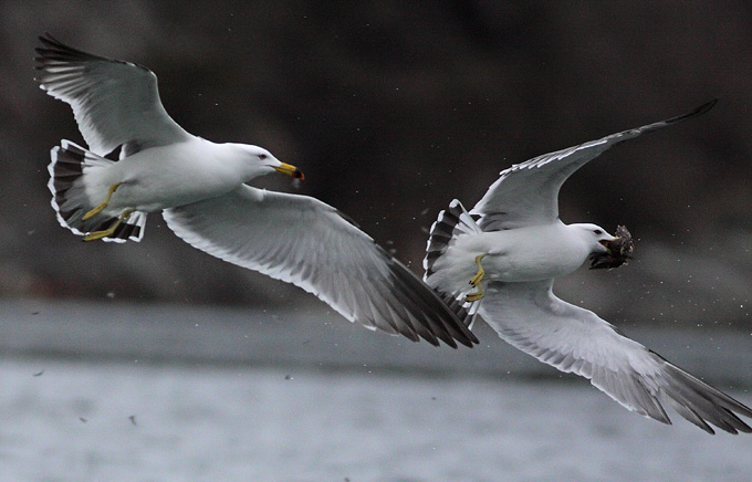 Black-tailed Gull