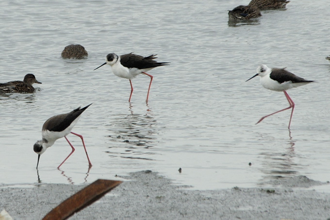 Black-winged Stilt
