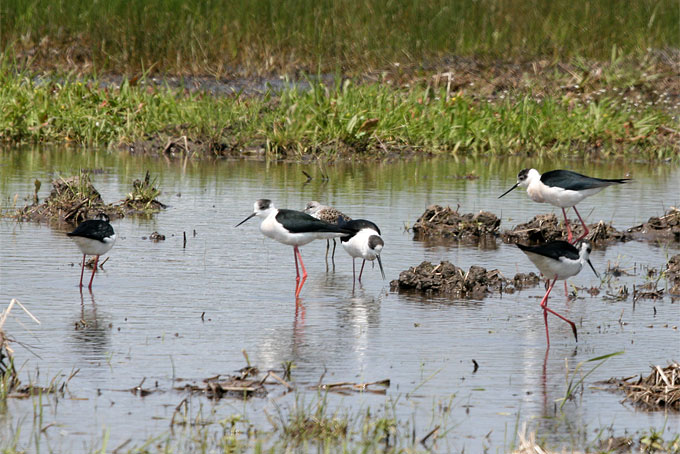 Black-winged Stilt