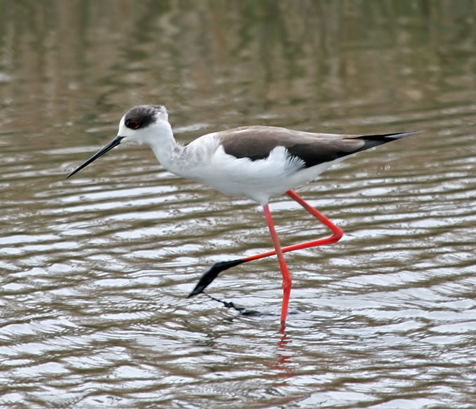 Black-winged Stilt