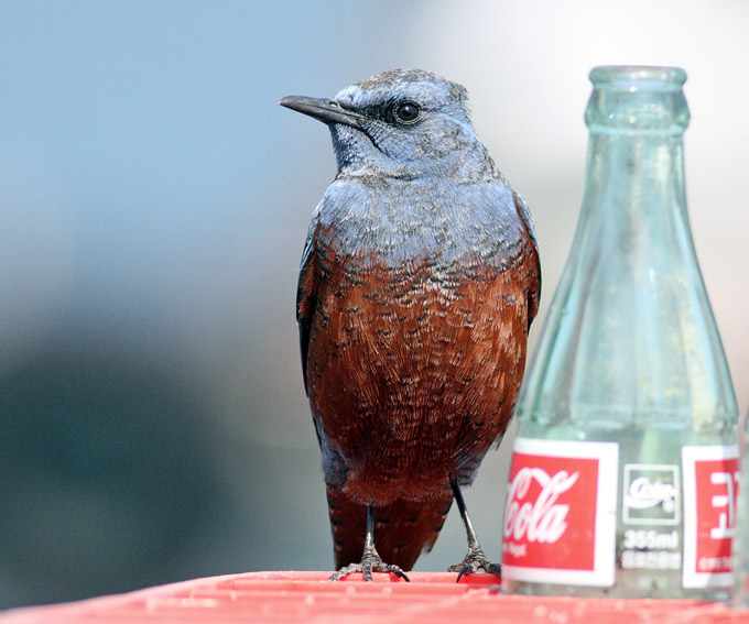 Blue Rock Thrush