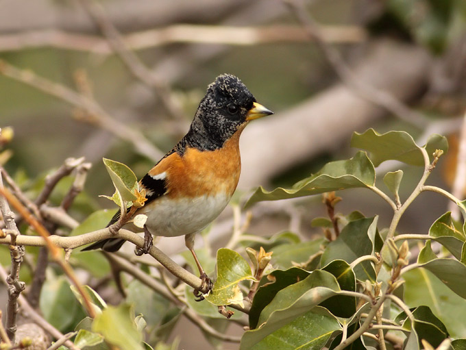 Brambling