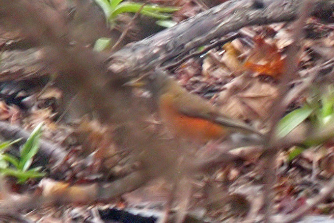 Brown-headed Thrush