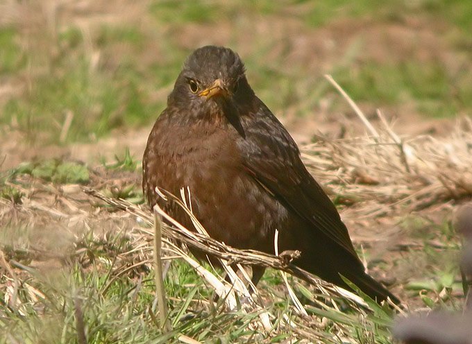 Chinese Blackbird