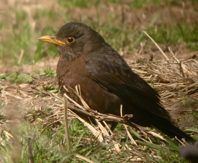 Chinese Blackbird