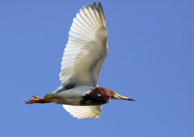 Chinese Pond Heron