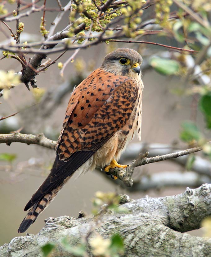 Common Kestrel