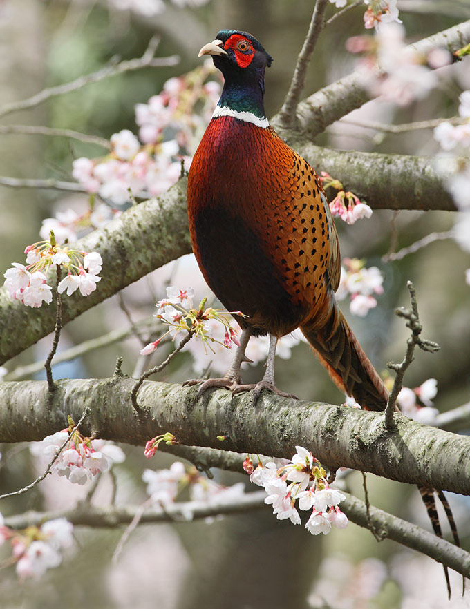 Common Pheasant