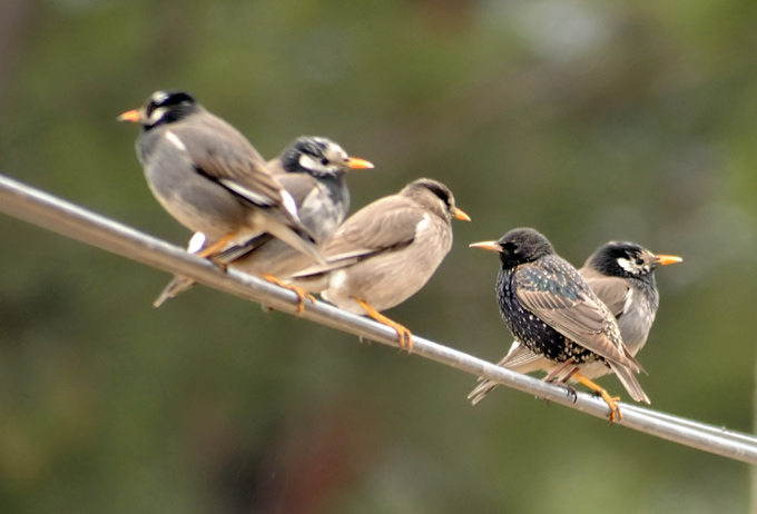 Common Starling