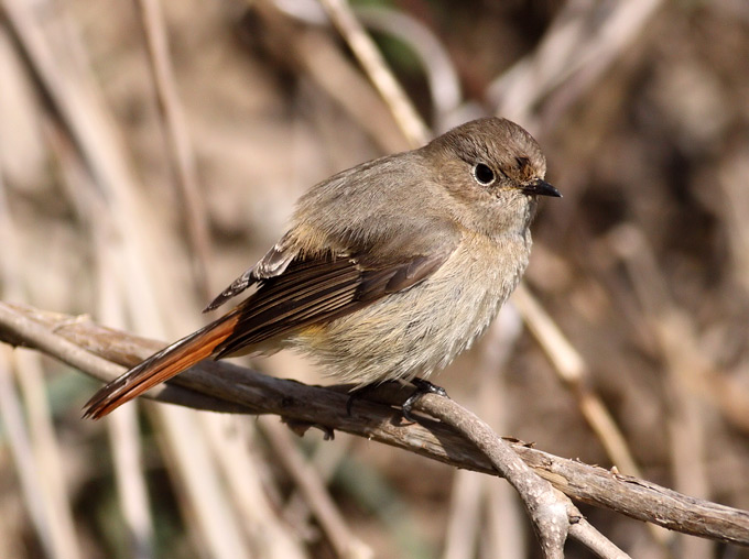 Daurian Redstart