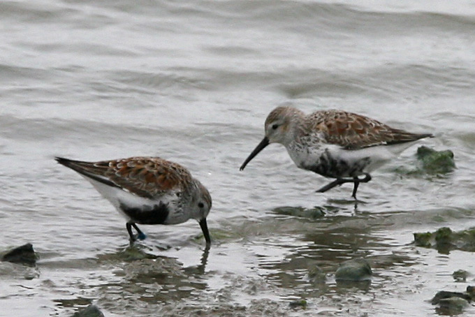Dunlin