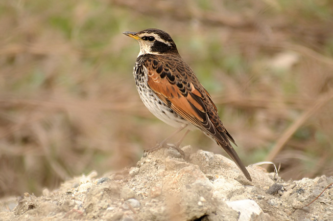Dusky Thrush