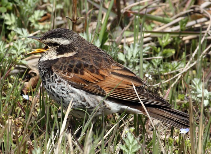 Dusky Thrush