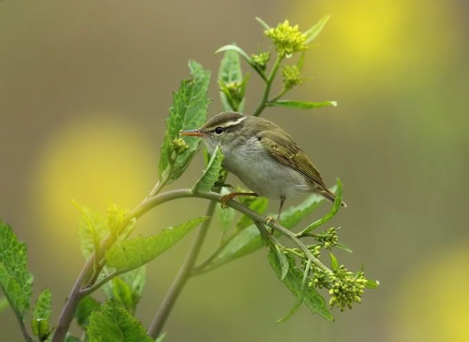 Eastern Crowned Warbler