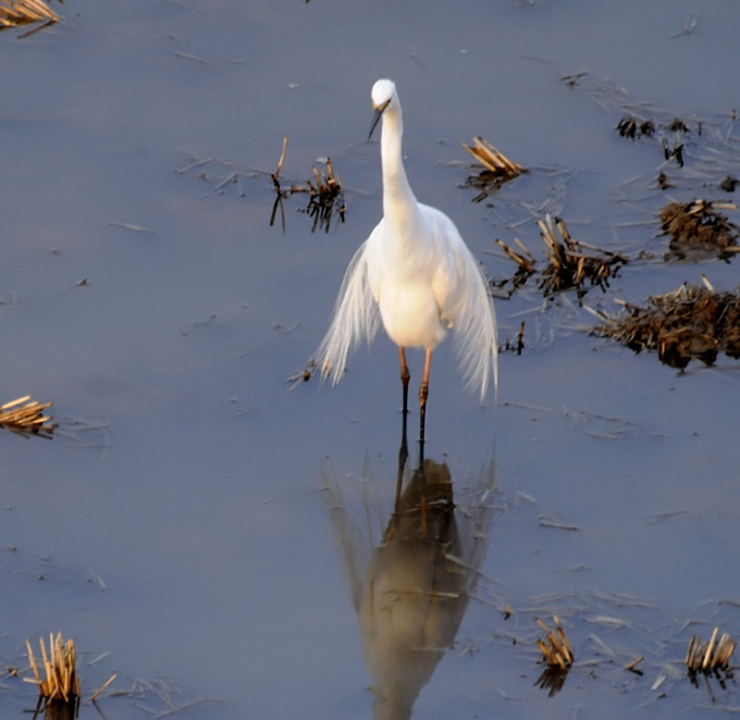 Eastern Great Egret