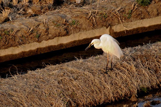 Eastern Great Egret