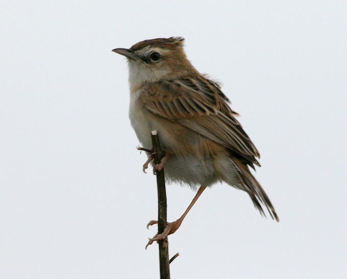 Far Eastern Cisticola