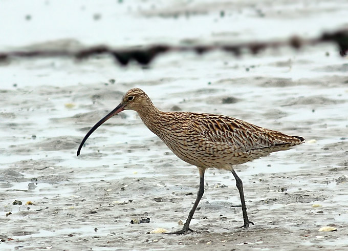 Far Eastern Curlew
