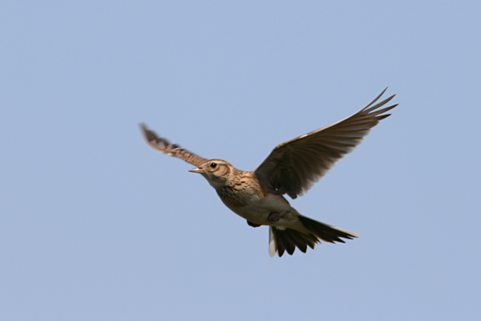 Far Eastern Skylark