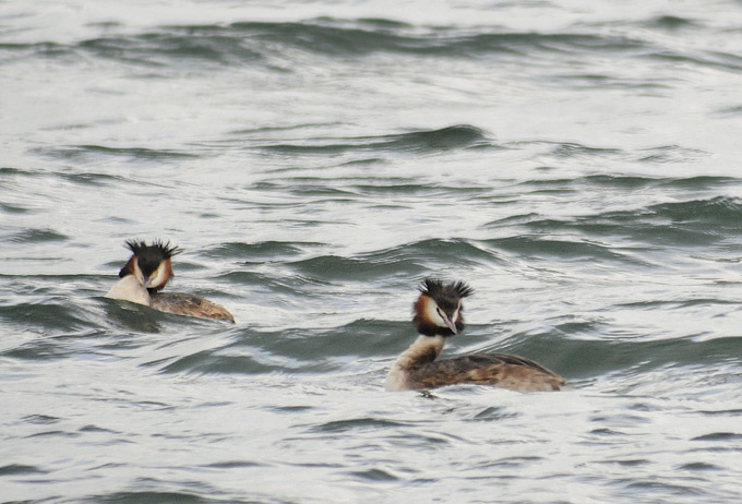 Great Crested Grebe