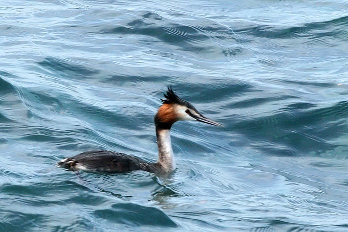 Great Crested Grebe