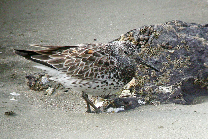Great Knot