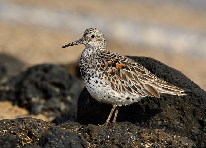 Great Knot