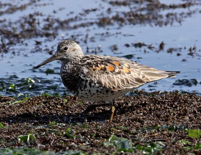 Great Knot