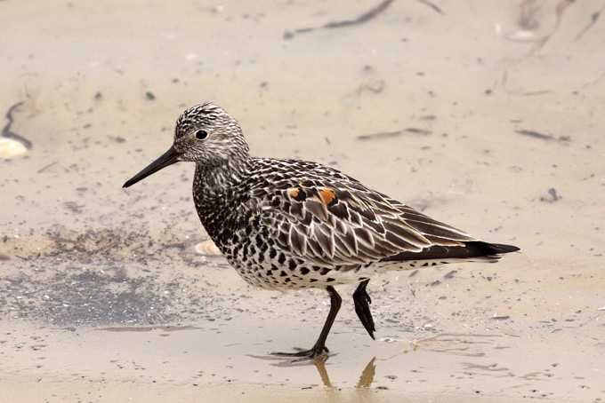 Great Knot
