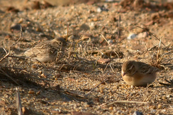 Greater Short-toed Lark
