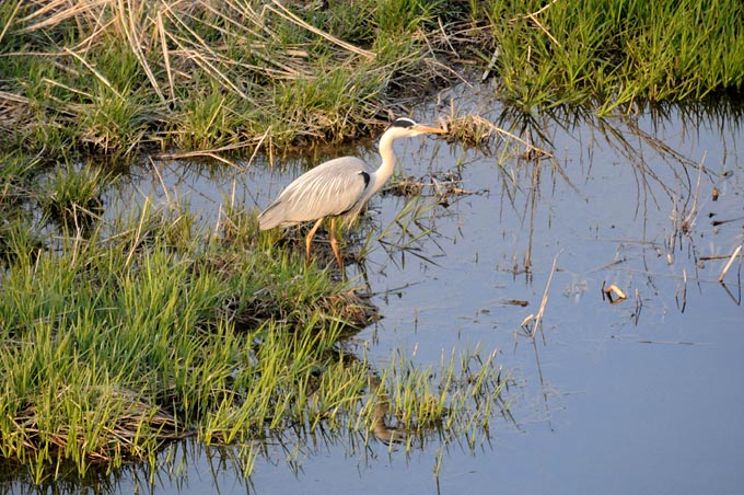 Grey Heron