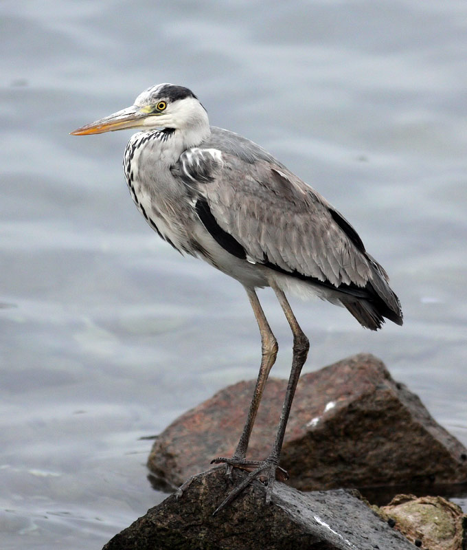 Grey Heron