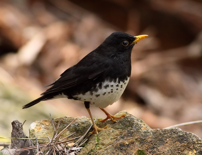 Grey Thrush