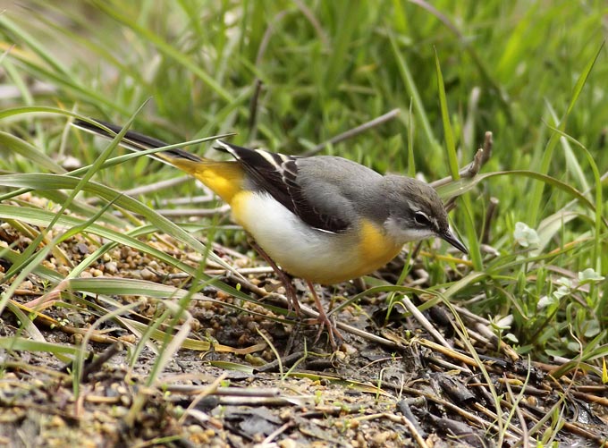 Grey Wagtail