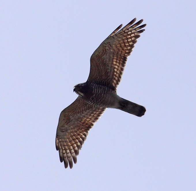 Grey-faced Buzzard
