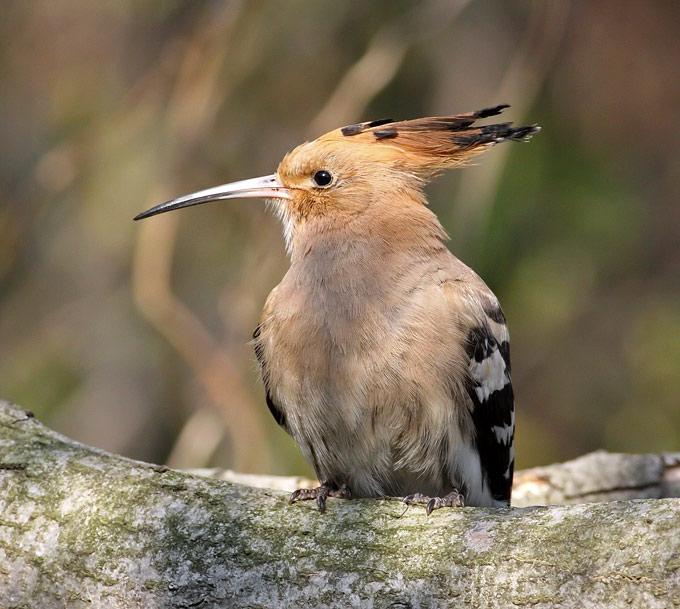 Eurasian Hoopoe
