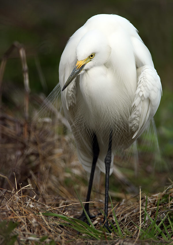 Intermediate Egret