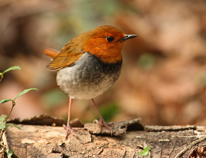 Japanese Robin