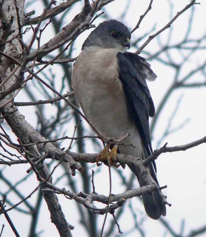 Japanese Sparrowhawk