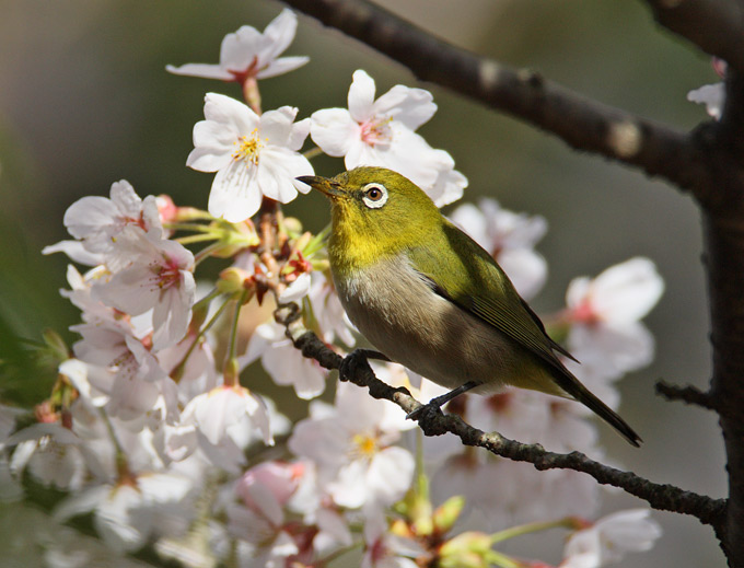 Japanese White-eye