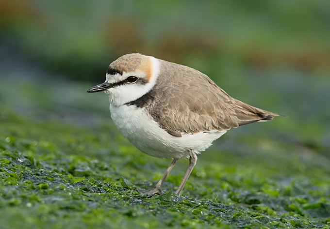 Kentish Plover