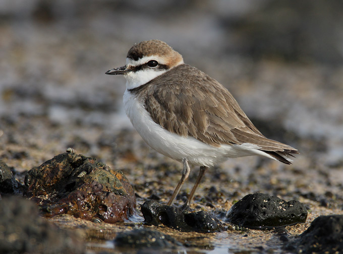 Kentish Plover