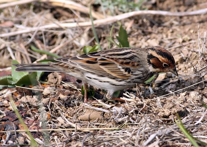 Little Bunting