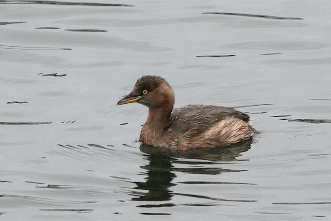 Little Grebe