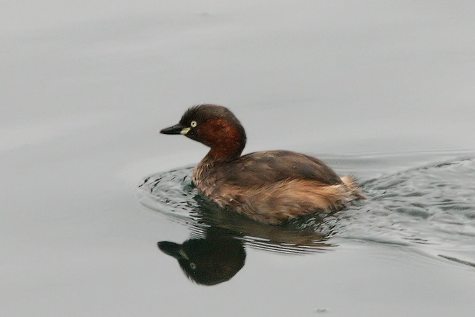 Little Grebe