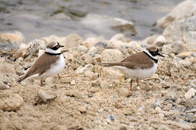 Little Ringed Plover